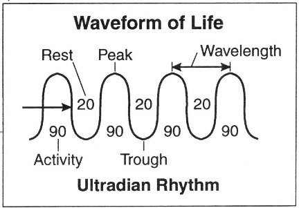 Ultradian Rythm